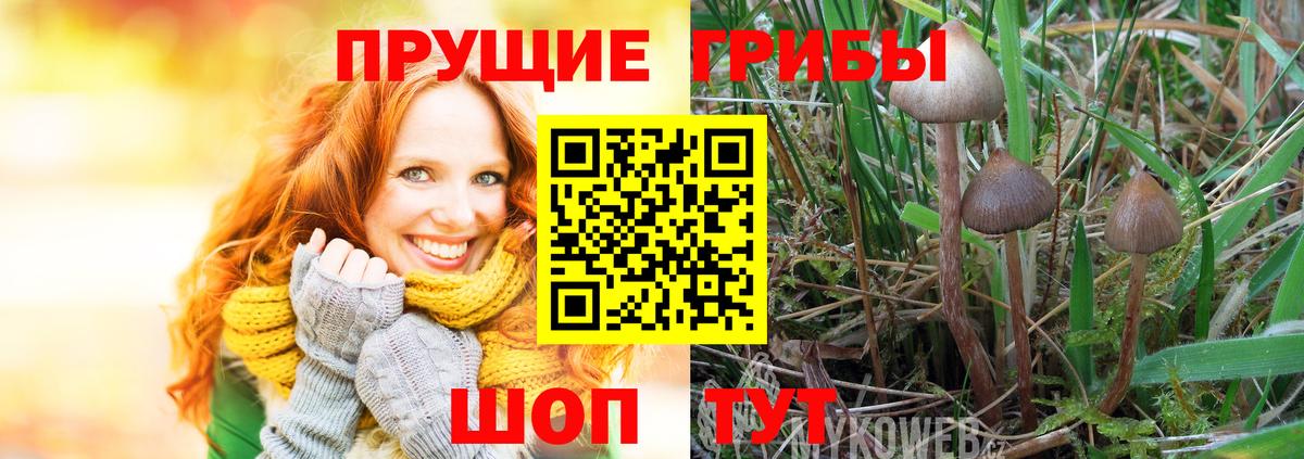 Галлюциногенные грибы Cubensis  Вход с VPN  Киров 